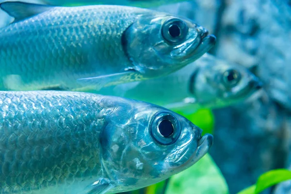 Tatlı su balığı Akvaryumu olduğunu.