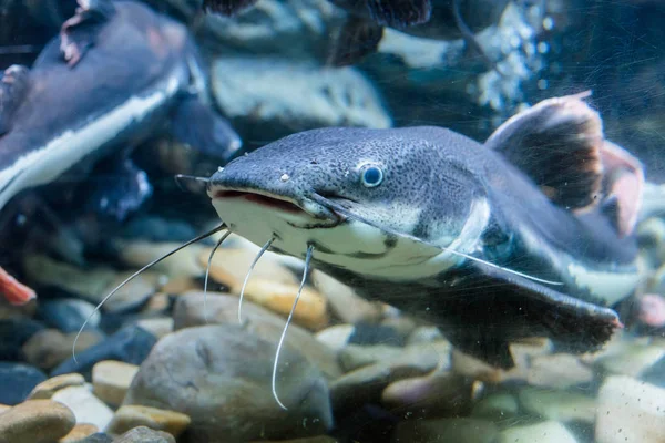 Tatlı su balığı Akvaryumu olduğunu.