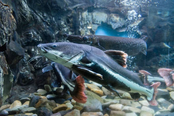 Tatlı su balığı Akvaryumu olduğunu.