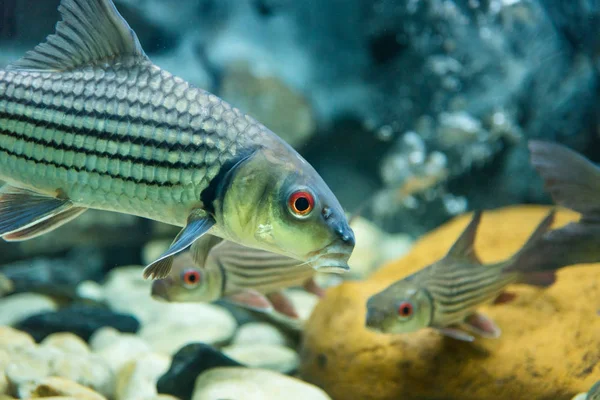 Прісноводні риби є резервуаром для риби . — стокове фото