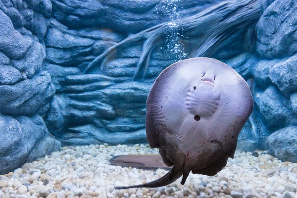 Small stingray for fish tank sale