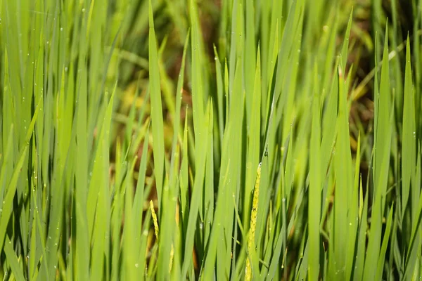 Paddy alanında yeşil pirinç yaprak yumuşak odak noktası. Tayland.