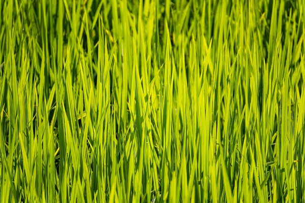 벼 분야에서 녹색 쌀 잎의 부드러운 초점. 태국. — 스톡 사진