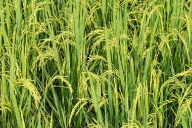 Pirinç alan, yeşil Yasemin kadar yakın pirinç yumuşak sıcak ışık ile