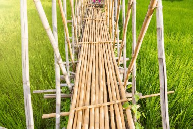 Bambu köprü paddy alanında. Tayland.