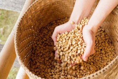 İnsan dökme kuru kahve çekirdekleri eller.