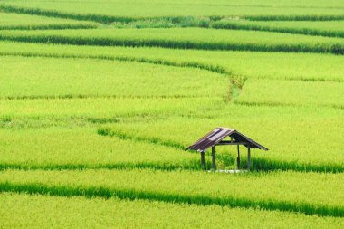 Sezon Nan at Pro yağmur içinde yeşil pirinç çeltik arka plan görünümünü