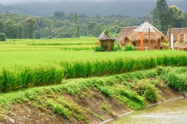 Sezon Nan at Pro yağmur içinde yeşil pirinç çeltik arka plan görünümünü