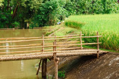 Bambu köprü paddy alana üstünden geçiyor. Tayland.