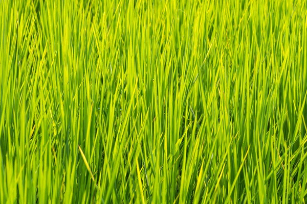 Enfoque suave de la hoja de arroz verde en el arrozal. Tailandia . — Foto de Stock