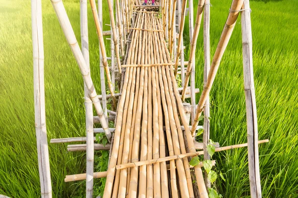 Bambusbrücke im Reisfeld. Thailand. — Stockfoto