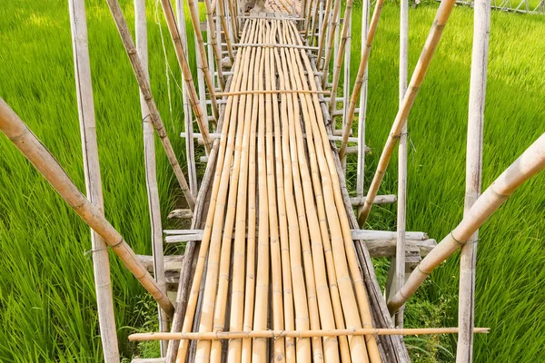 Bambusbrücke im Reisfeld. Thailand. — Stockfoto