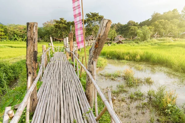 Pont en bambou dans le champ de paddy. Thaïlande . — Photo