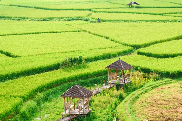 Vue de l'arrière-plan de riz vert en saison des pluies à Nan Pro — Photo