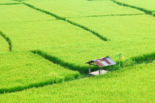 Vista de fundo arroz verde paddy na estação chuvosa no Nan Pro — Fotografia de Stock