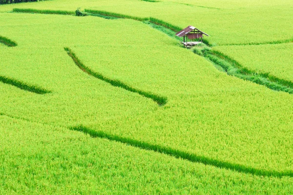 Vista de fundo arroz verde paddy na estação chuvosa no Nan Pro — Fotografia de Stock