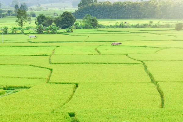 Vue de l'arrière-plan de riz vert en saison des pluies à Nan Pro — Photo