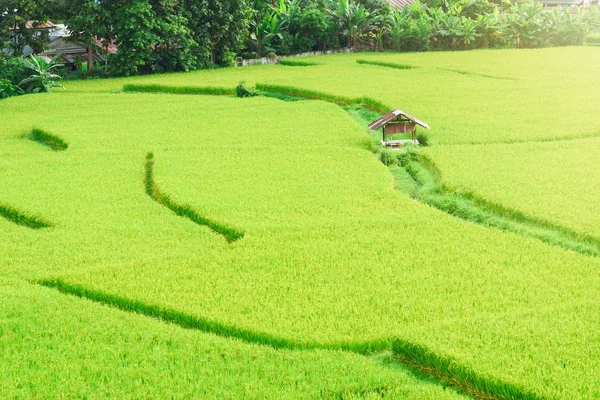 Vue de l'arrière-plan de riz vert en saison des pluies à Nan Pro — Photo