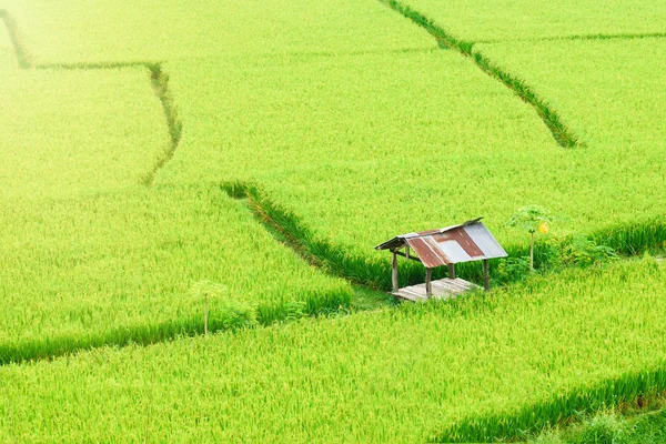 Vista de fundo arroz verde paddy na estação chuvosa no Nan Pro — Fotografia de Stock