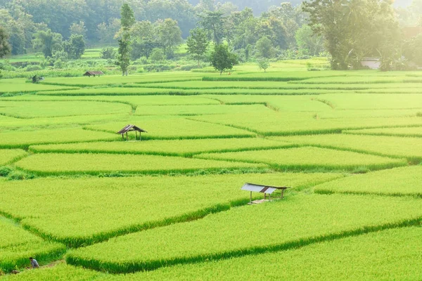 Vue de l'arrière-plan de riz vert en saison des pluies à Nan Pro — Photo