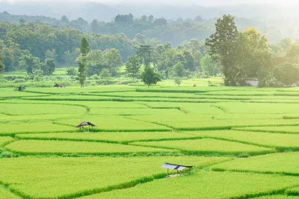 Kilátás-ból zöld rizs hántolatlan háttér az eső szezon a Nan Pro — Stock Fotó