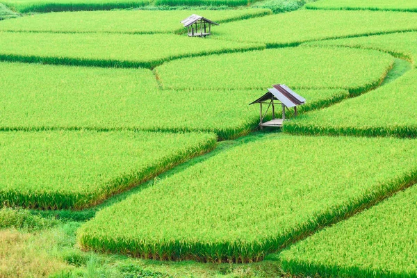 Вид на зеленые рисовые поля в сезон дождей в Nan Pro — стоковое фото