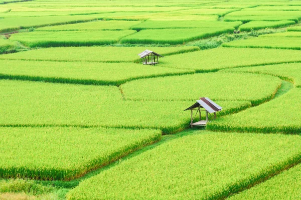 Vista de fundo arroz verde paddy na estação chuvosa no Nan Pro — Fotografia de Stock