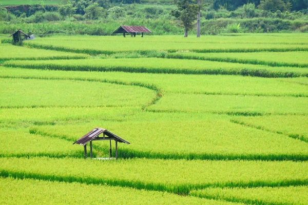 Vue de l'arrière-plan de riz vert en saison des pluies à Nan Pro — Photo