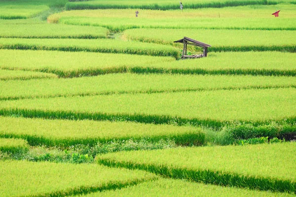 Vue de l'arrière-plan de riz vert en saison des pluies à Nan Pro — Photo