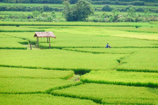 Kilátás-ból zöld rizs hántolatlan háttér az eső szezon a Nan Pro — Stock Fotó