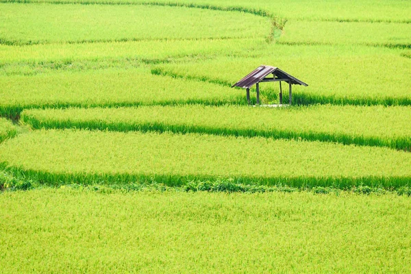 Blick auf grüne Reisfelder Hintergrund in der Regenzeit bei nan pro — Stockfoto