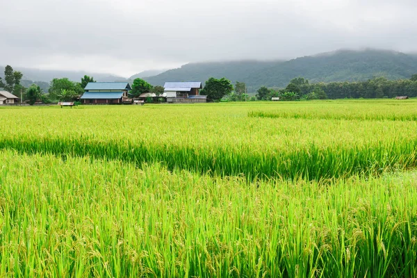 Vue de l'arrière-plan de riz vert en saison des pluies à Nan Pro — Photo