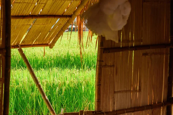 Blick auf grüne Reisfelder aus dem Hutfenster in der Provinz Nan, — Stockfoto