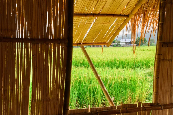 Blick auf grüne Reisfelder aus dem Hutfenster in der Provinz Nan, — Stockfoto