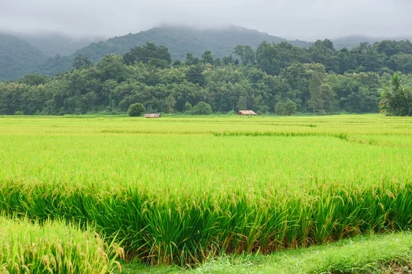 Kilátás-ból zöld rizs hántolatlan hegyi háttér az eső szezon egy — Stock Fotó