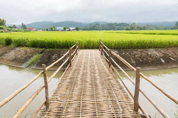 Pont en bambou traverse pour paddy field.Thailand . — Photo