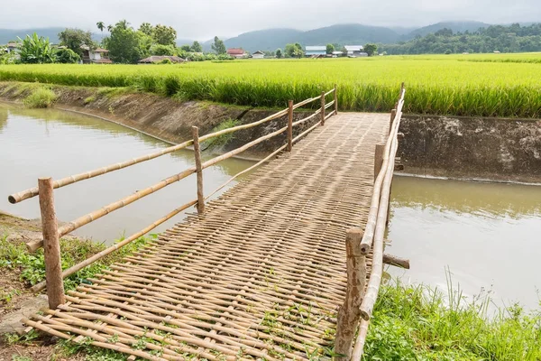 Pont en bambou traverse pour paddy field.Thailand . — Photo