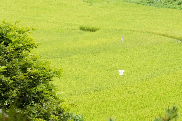 Blick auf grüne Reisfelder Hintergrund in der Regenzeit bei nan pro — Stockfoto
