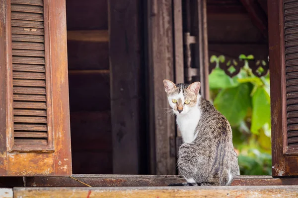 Красива домашня смугаста кішка. Портрет тварин . — стокове фото