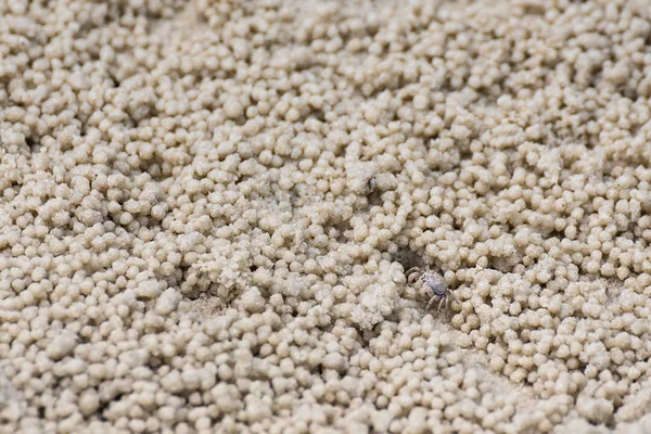 Zand bal op het strand gemaakt door krabben na laagwater. — Stockfoto