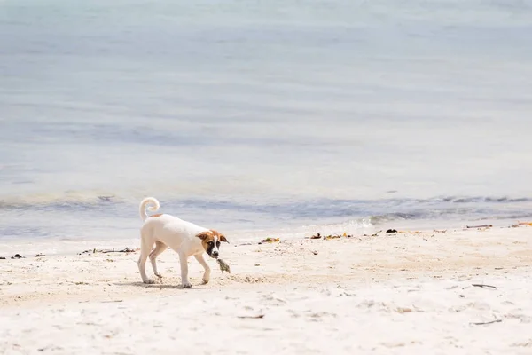 Собака на пляжі на острові Ко-Самет, Rayong, Таїланд. — стокове фото
