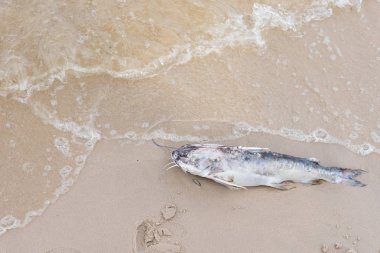 Sahilde ölü balık. Tayland.