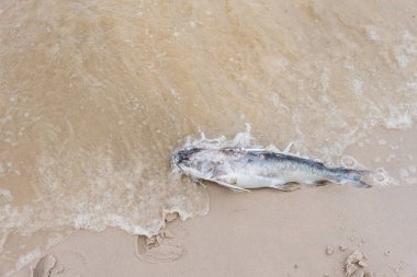 Sahilde ölü balık. Tayland.
