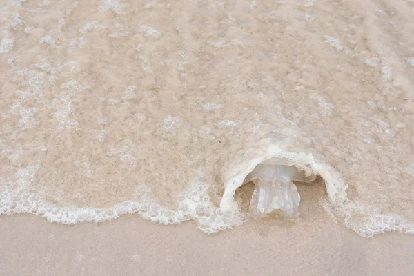 Медузы на пляже. Таиланд . — стоковое фото