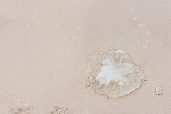 Kwallen op het strand. Thailand. — Stockfoto