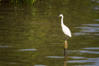 Büyük beyaz yavaş yavaş mangroves gölet ve göllerde ak balıkçıl. Tayland.