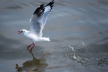 Bangpoo.Thailand denizde gıda alarak uçan martı.