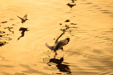 Bangpoo.Thailand denizde gıda alarak uçan martı.