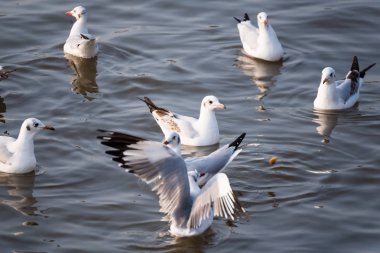 Deniz kıyısında Bangpoo, Tayland, Thailand, yüzen martı.