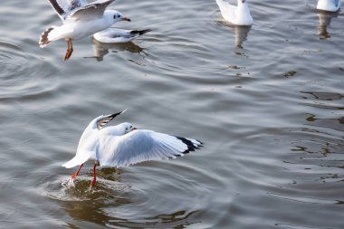 Bangpoo.Thailand denizde gıda alarak uçan martı.